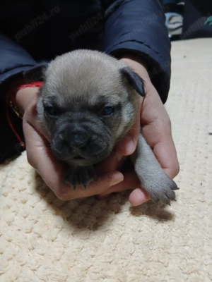 vand catei buldog francez  - imagine 2