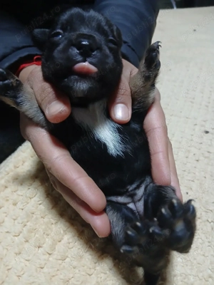 vand catei buldog francez  - imagine 4