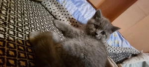 British shorthair Blue - imagine 2