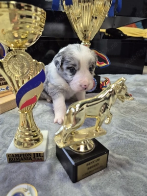  BORDER COLLIE Mascul de Elită   Viitor Star al Ringului de Expoziție