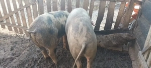 vând grasuni  - imagine 2