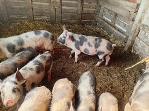 Purcei de vanzare - imagine 5