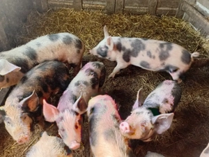 Purcei de vanzare - imagine 3