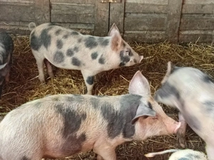 Purcei de vanzare - imagine 2