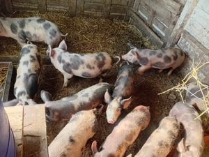 Purcei de vanzare - imagine 4