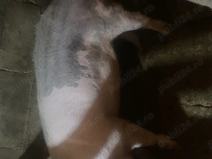 Porc de vânzare 14 lei kg - imagine 4