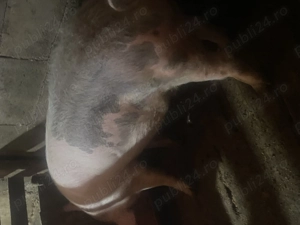 Porc de vânzare 14 lei kg - imagine 2