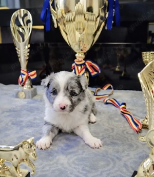Border Collie Parinți excepționali cu Pedigree Export 