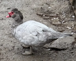 Vand 2 rățoi lesesti diferiți sau schimb cu alte pasari