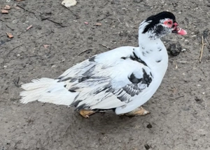 Vand 2 rățoi lesesti diferiți sau schimb cu alte pasari - imagine 3