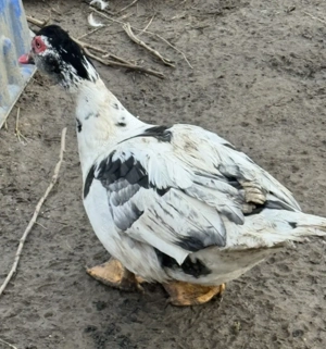 Vand 2 rățoi lesesti diferiți sau schimb cu alte pasari - imagine 4