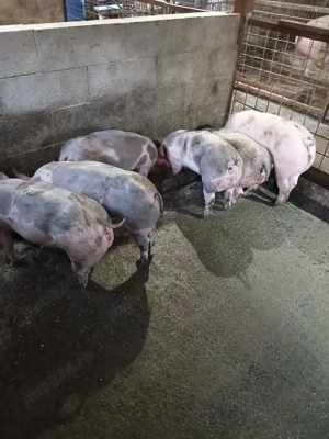 șoldanei rasa carne - imagine 2