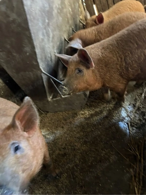 Duroc si mangalita - imagine 2