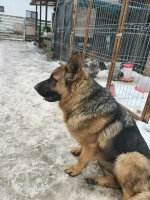 Ciobanesc german femelă 