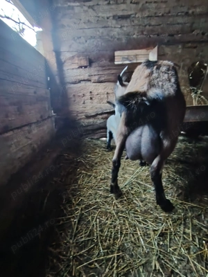 Vând capră alpină franceză cu ieduță - imagine 3