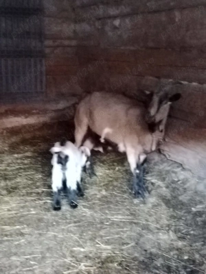 Vând capră alpină franceză cu ieduță
