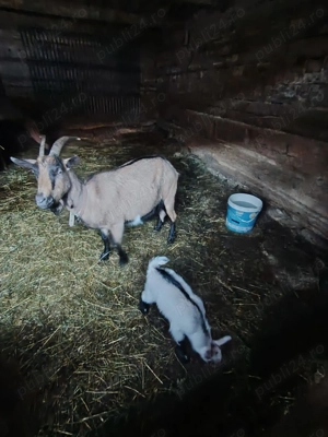 Vând capră alpină franceză cu ieduță - imagine 2