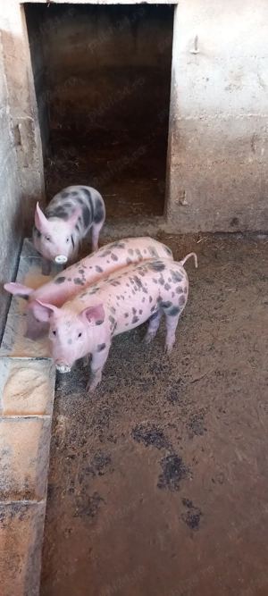 vand 3 bucăți grăsunași 