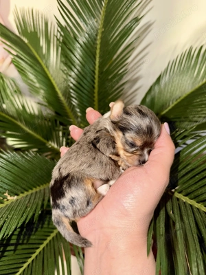 Yorkshire terrier Exotici - imagine 3