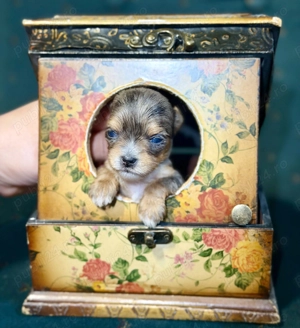 Yorkshire terrier Exotici - imagine 5