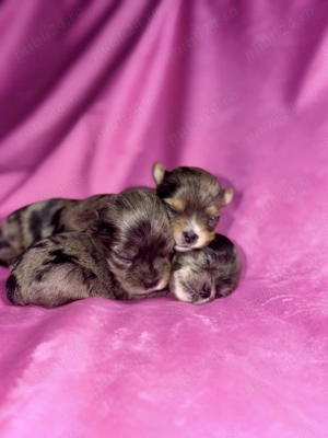 Yorkshire terrier Exotici - imagine 2