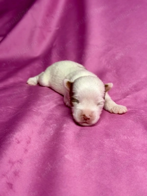 Yorkshire terrier Exotici - imagine 4