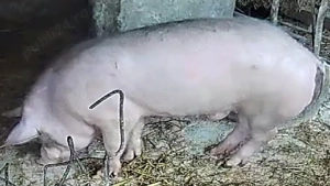 Porc 110 kg de țară 