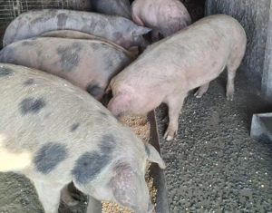 Porci de vânzare  - imagine 3