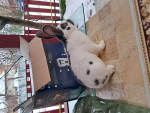 Vand mascul de 8 luni alb albastru ! - imagine 2