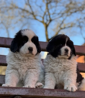 Ciobănesc Românesc de Bucovina 