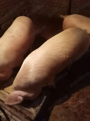 Porci pt sacrificat,