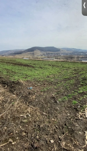 Vând teren intravilan cu suprafața de 2000 m  - imagine 3