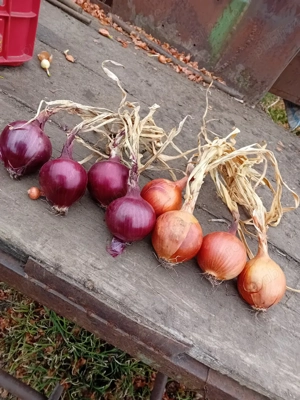     Ceapă Românească Autentică   Direct din Grădina Noastră din Izvoarele!  Cauți gustul adevărat de