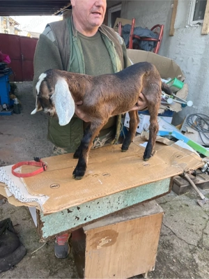 tapisor anglo nubian  - imagine 4