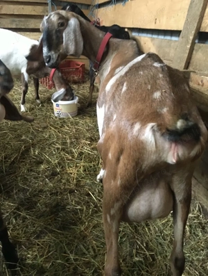 tapisor anglo nubian  - imagine 5