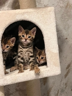 Pui de pisică rasa Bengal- leoparzi in miniatură din părinți cu pedigree - imagine 4