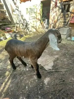 tapisor anglo nubian  - imagine 2