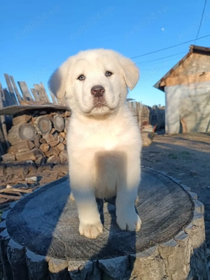 Ciobanesc de Asia Centrala Alb - imagine 5