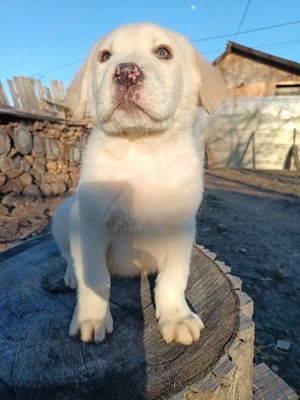 Ciobanesc de Asia Centrala Alb - imagine 4