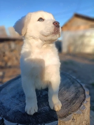 Ciobanesc de Asia Centrala Alb - imagine 2