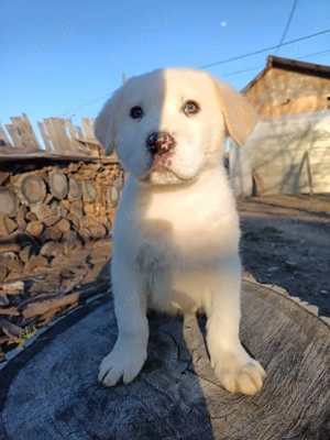 Ciobanesc de Asia Centrala Alb - imagine 3