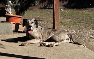 Dog german   Marele danez - imagine 3