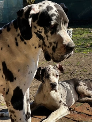 Dog german   Marele danez - imagine 5