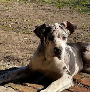 Dog german   Marele danez - imagine 4