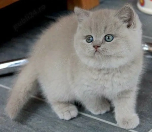 British Shorthair lila 