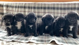 Căței ciobănesc corb cu pedigree 