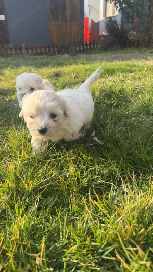 Bichon maltez talie mica - imagine 2