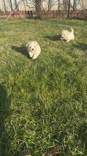 Bichon maltez talie mica - imagine 5