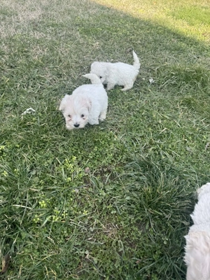 Bichon maltez talie mica