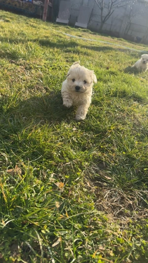 Bichon maltez talie mica - imagine 4